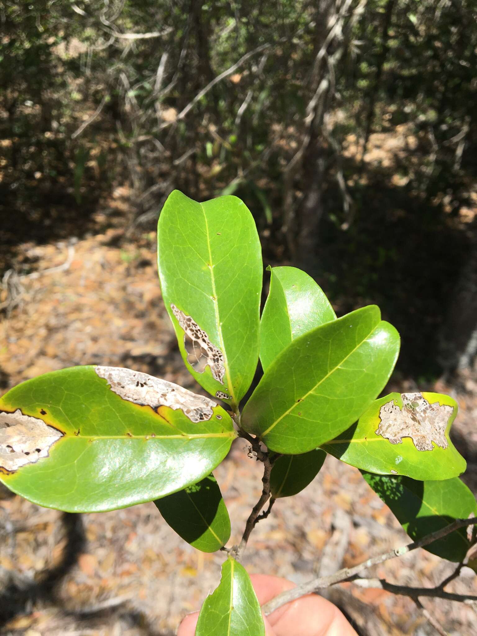 Image of Canary Beech