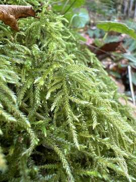 Image of loeskeobryum moss