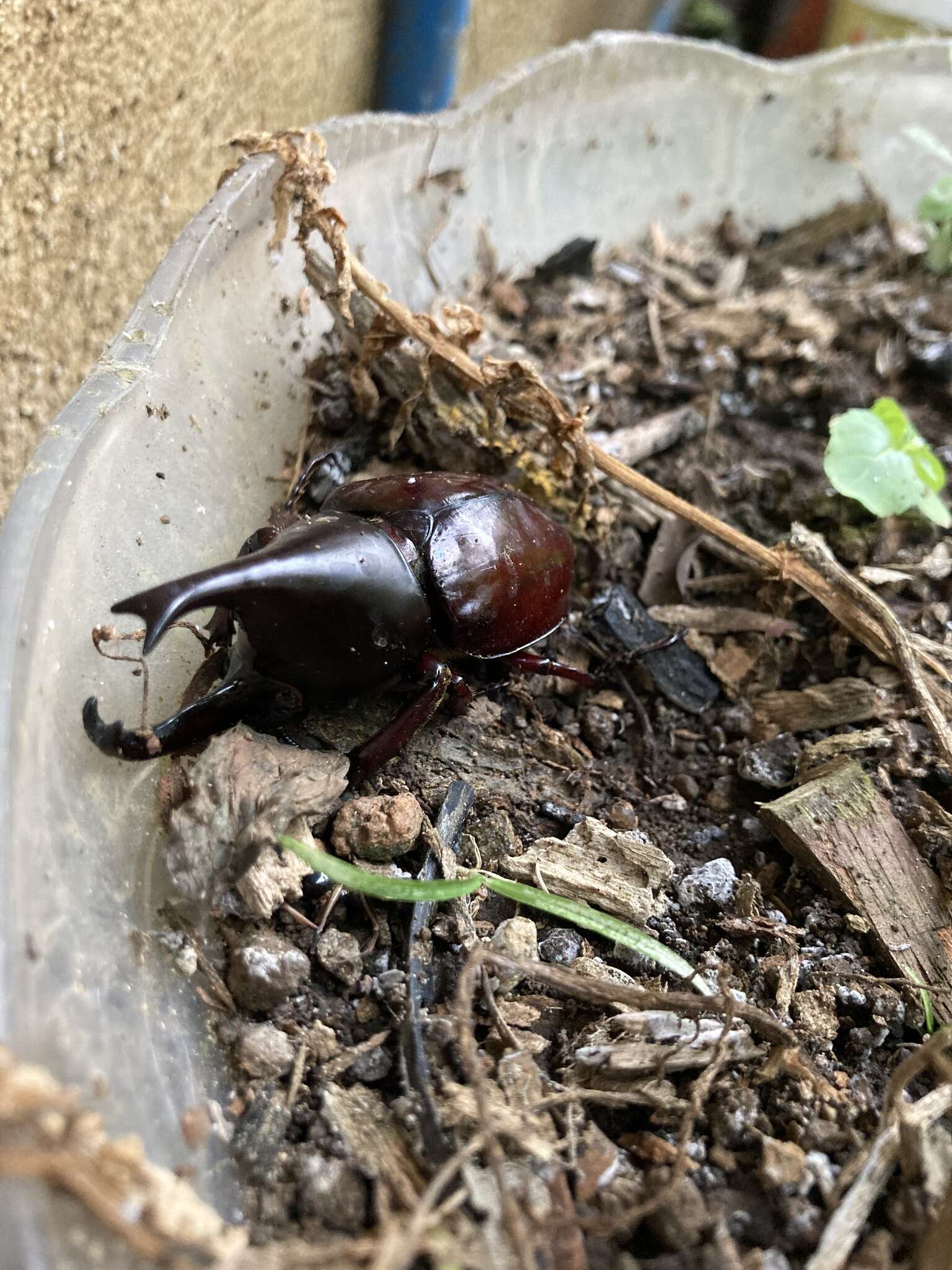 Image of Xylotrupes philippinensis Endrödi 1957