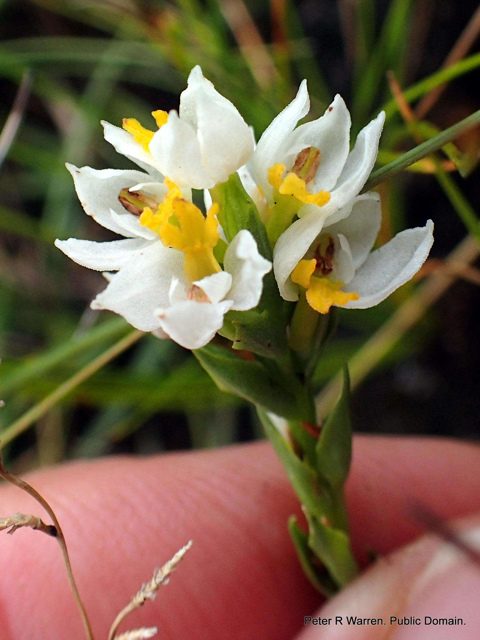 Image of Schizochilus flexuosus Harv. ex Rolfe