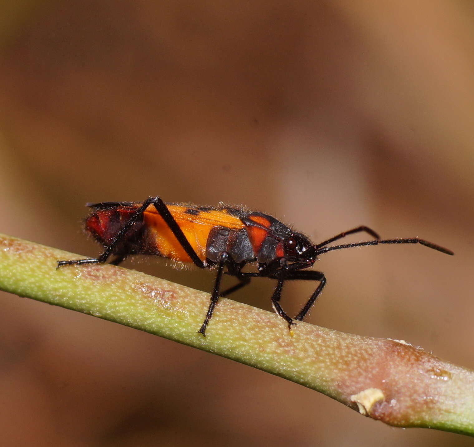 Image de Oncopeltus (Oncopeltus) nigroflavatus Distant & W. L. 1918