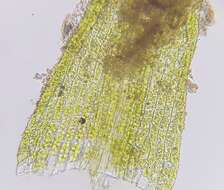 Image of <i>Dicranella staphylina</i>