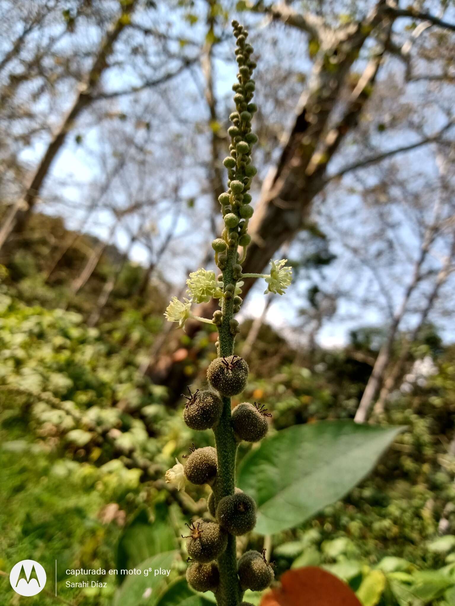 Image of Croton xalapensis Kunth