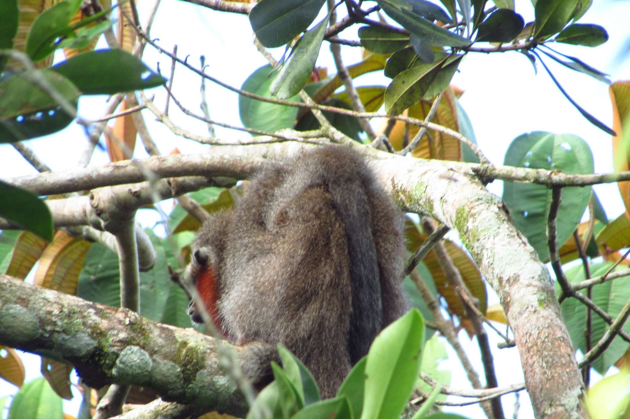 Image of Ornate Titi Monkey