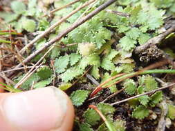 صورة Gunnera arenaria Cheesem. ex T. Kirk