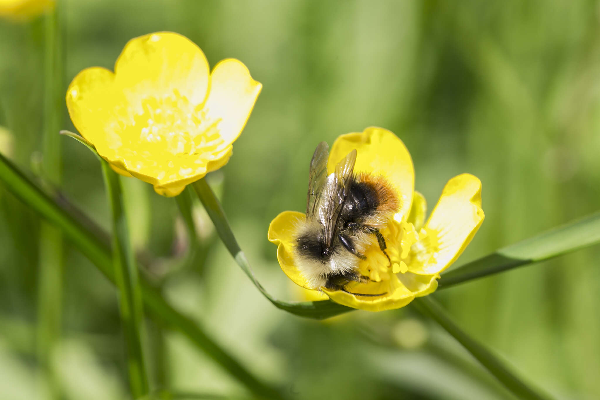 Image of Bombus pyrenaeus Pérez 1879