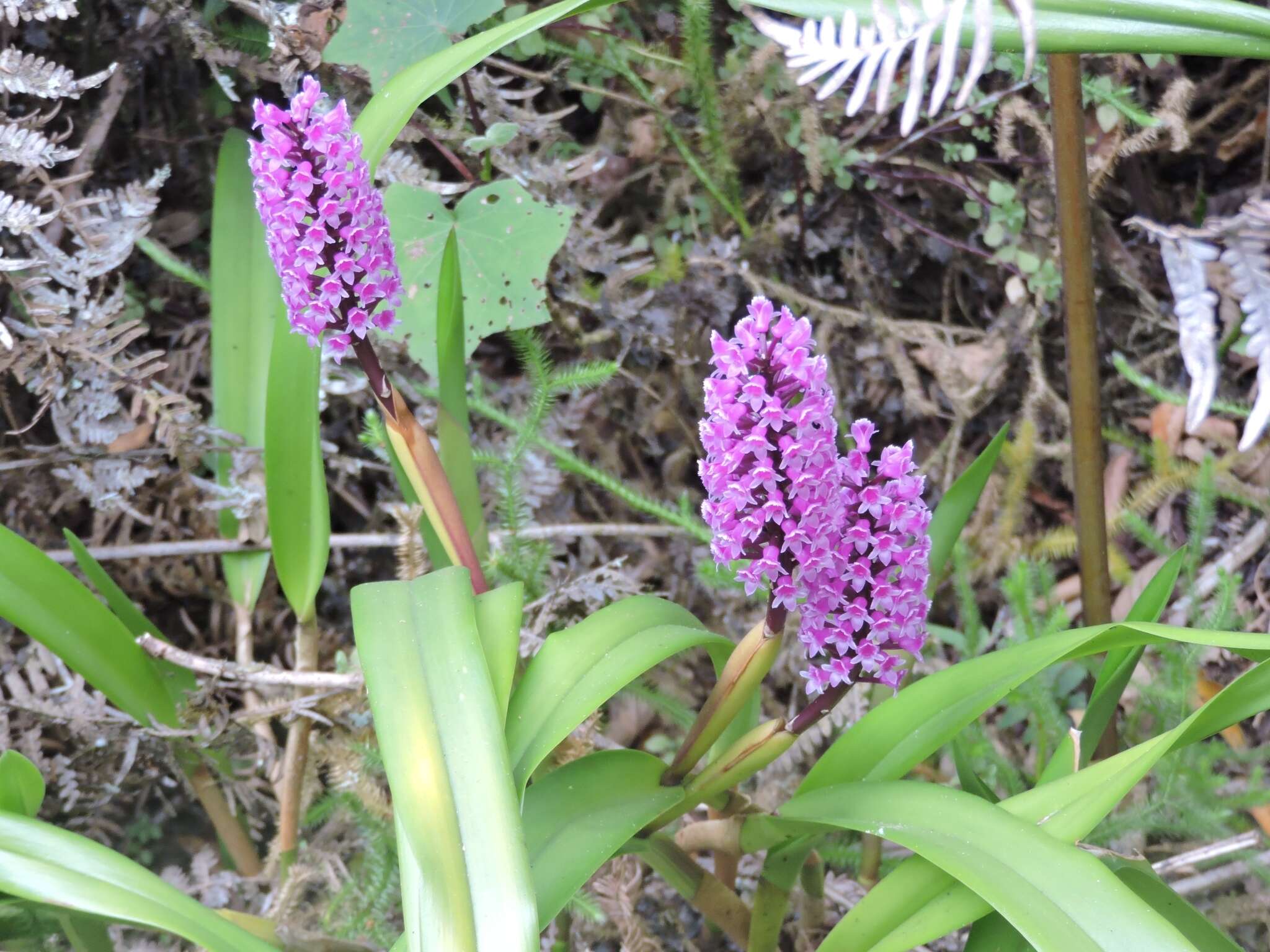 Image of Arpophyllum spicatum Lex.