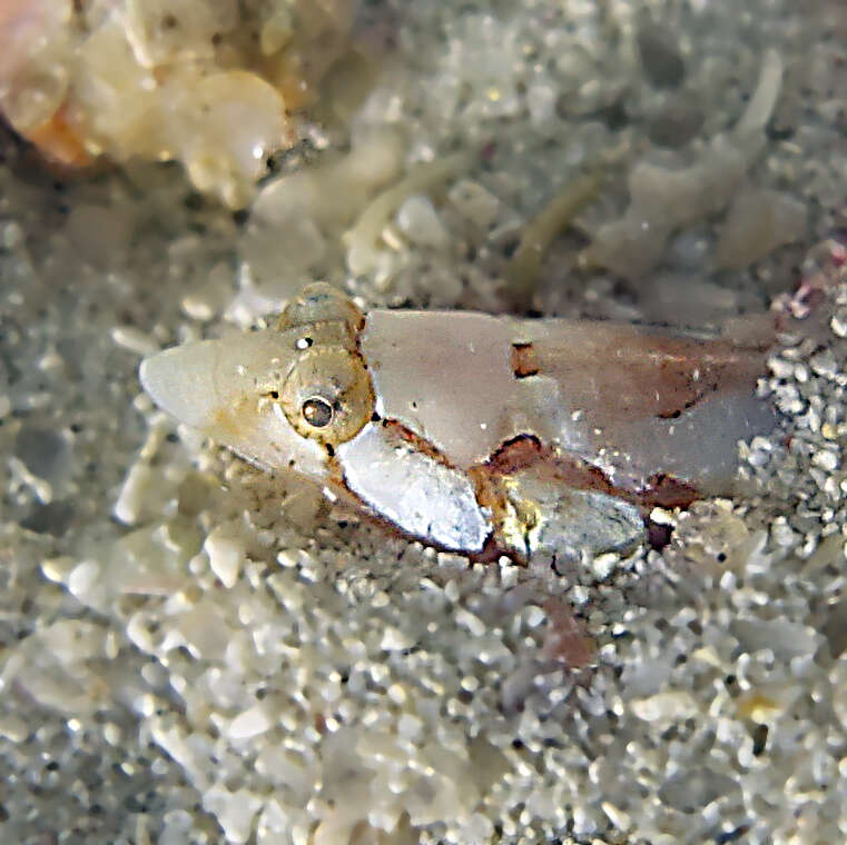 Image of Limnichthys