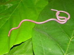 Image of Yucatecan Worm Snake