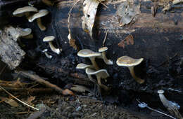 Image of Lentinus brumalis (Pers.) Zmitr. 2010