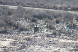 Image of Karoo Bustard