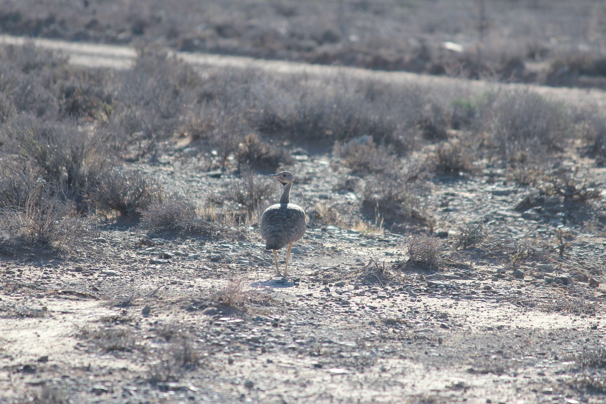 Image of Karoo Bustard