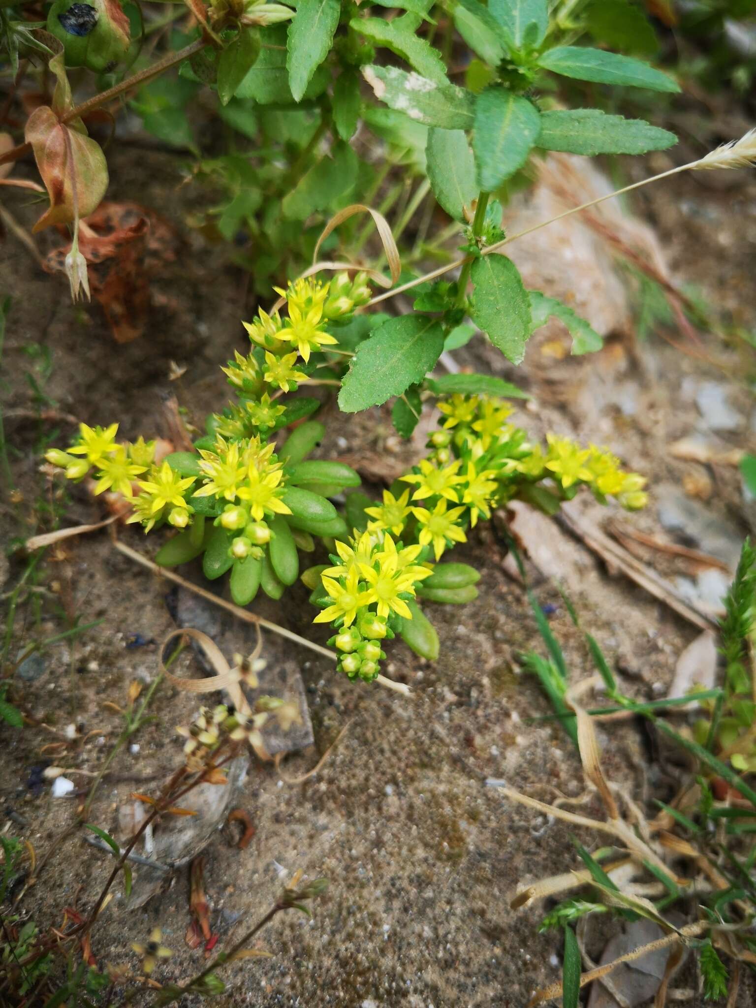 Image of Sedum praesidis H. Runemark & W. Greuter