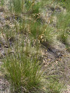 Imagem de Festuca campestris Rydb.