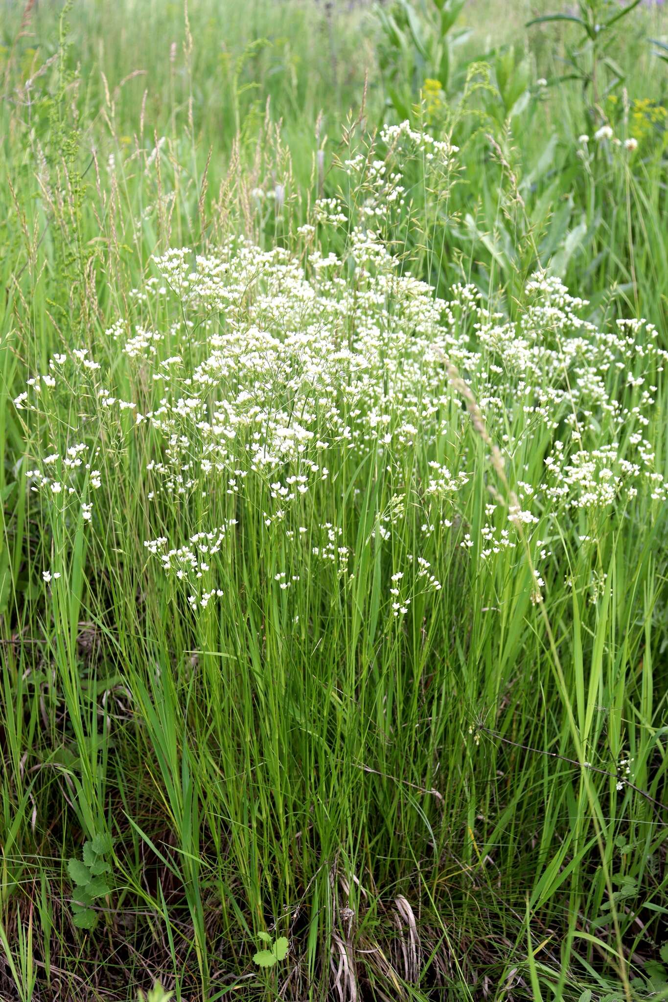 Imagem de Eremogone longifolia (M. Bieb.) Fenzl