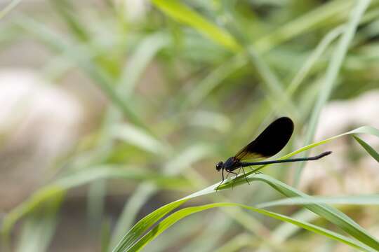 Image of Copper Demoiselle