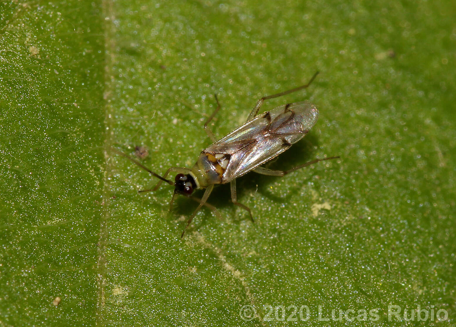 Image of Tupiocoris cucurbitaceus (Spinola 1852)