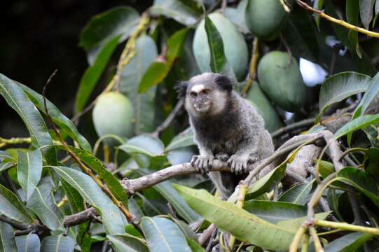 Image of Black-pencilled Marmoset