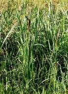 Image of Bulrush