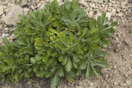 Image of Artemisia japonica Thunb.