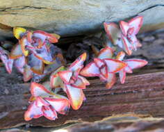 Image of Concertina plant