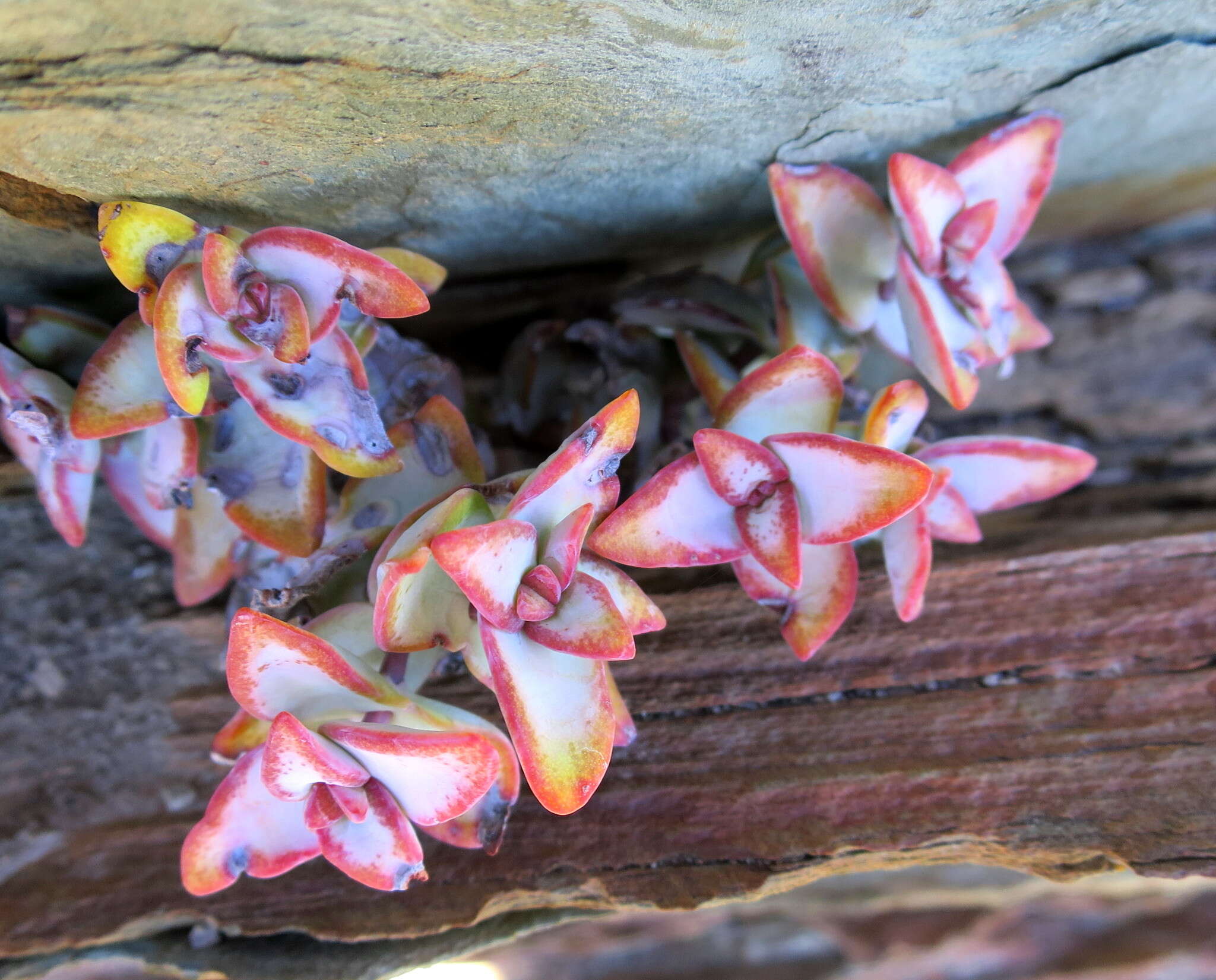 Слика од Crassula rupestris Thunb.