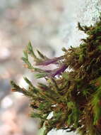 Image of <i>Lewinskya rupestris</i>