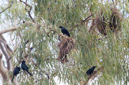 Image of Metallic Starling