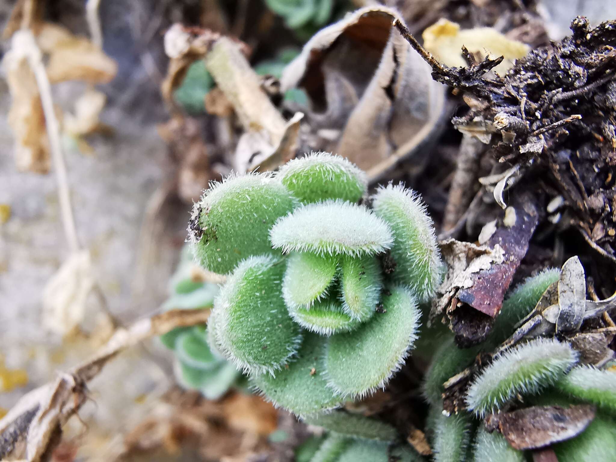 Imagem de Sedum edwardsii (R. T. Clausen) B. L. Turner