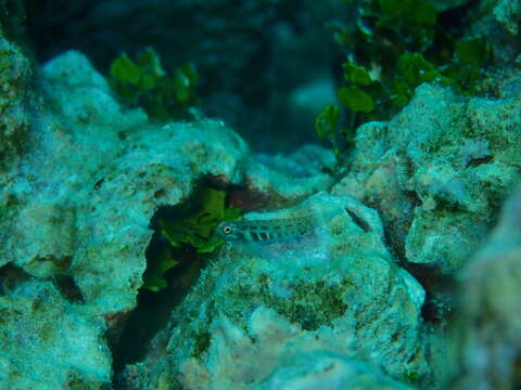 Image of Terry&#39;s dwarfgoby