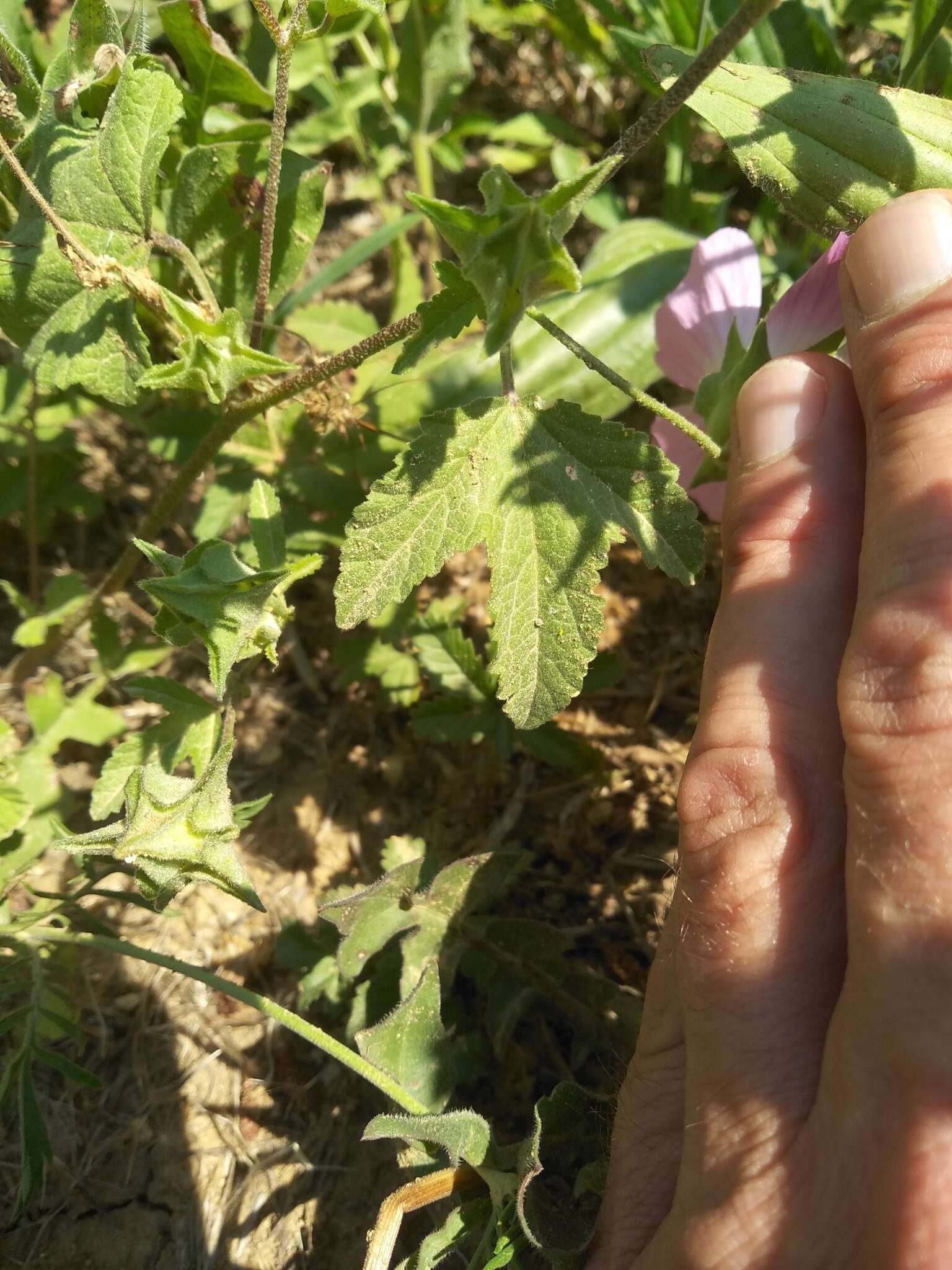 Imagem de Malva punctata (All.) Alef.