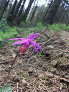 Image of fairy slipper