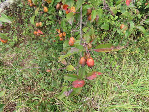 Plancia ëd Malus dawsoniana Rehd.