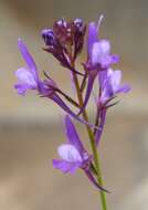 Sivun Linaria pelisseriana (L.) Mill. kuva