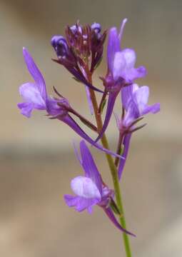 Image of Linaria pelisseriana (L.) Mill.