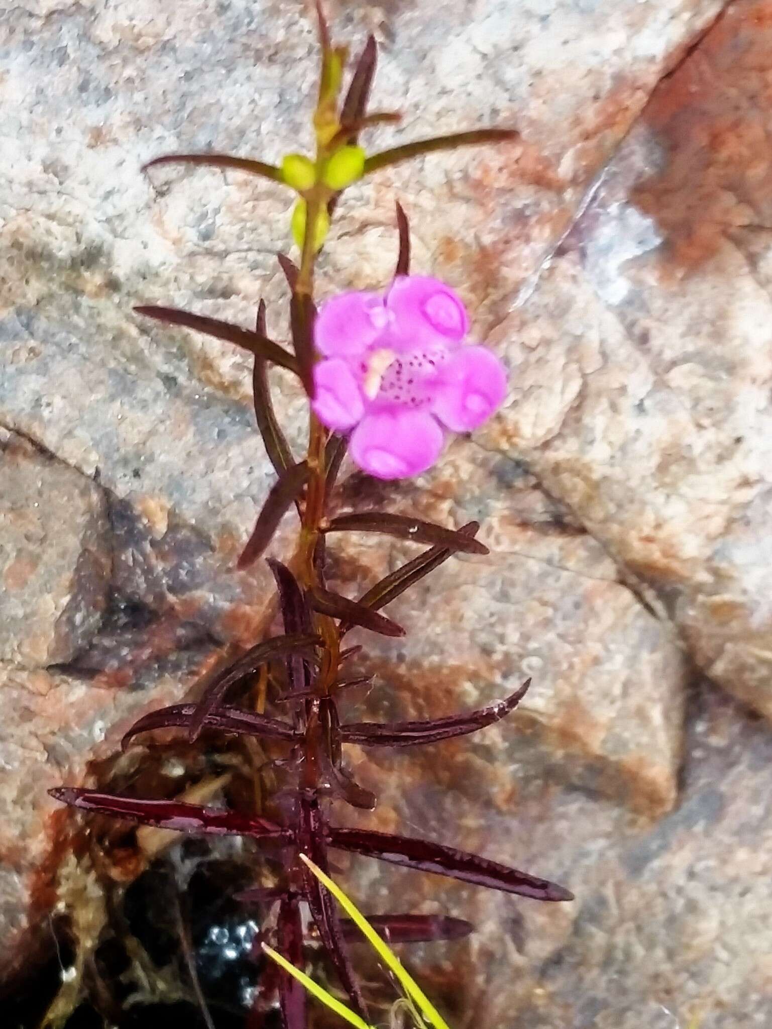 Image of smallflower false foxglove