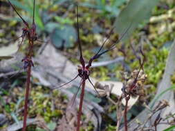 Image of Mayfly orchid