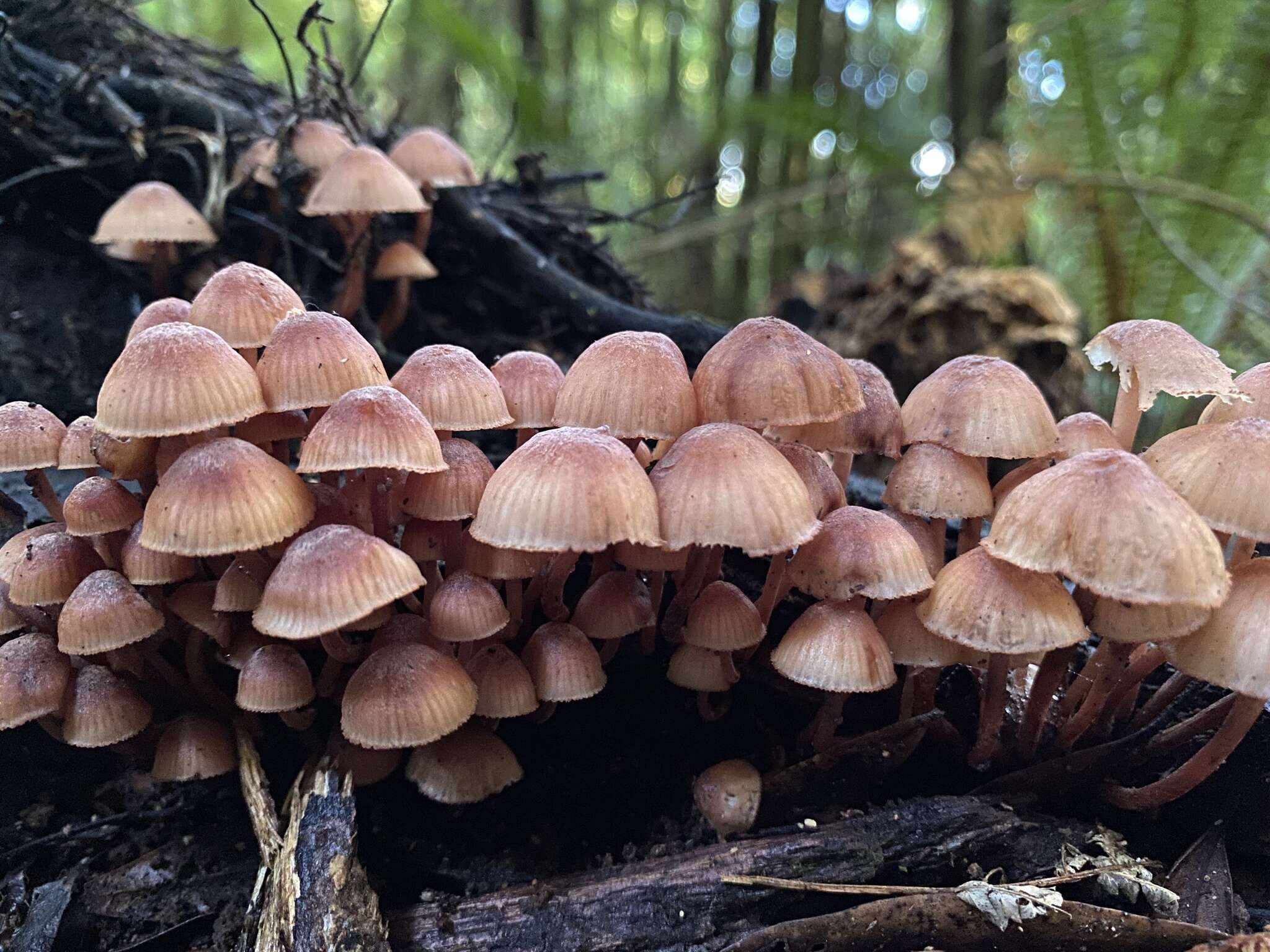 Plancia ëd Mycena mariae G. Stev. 1964