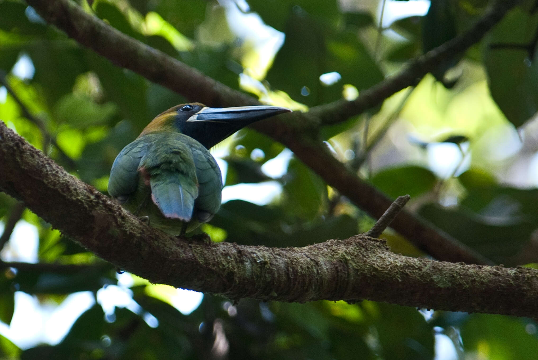 Image de <i>Aulacorhynchus prasinus cognatus</i>