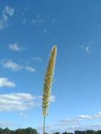 Image of Giant Bristle Grass