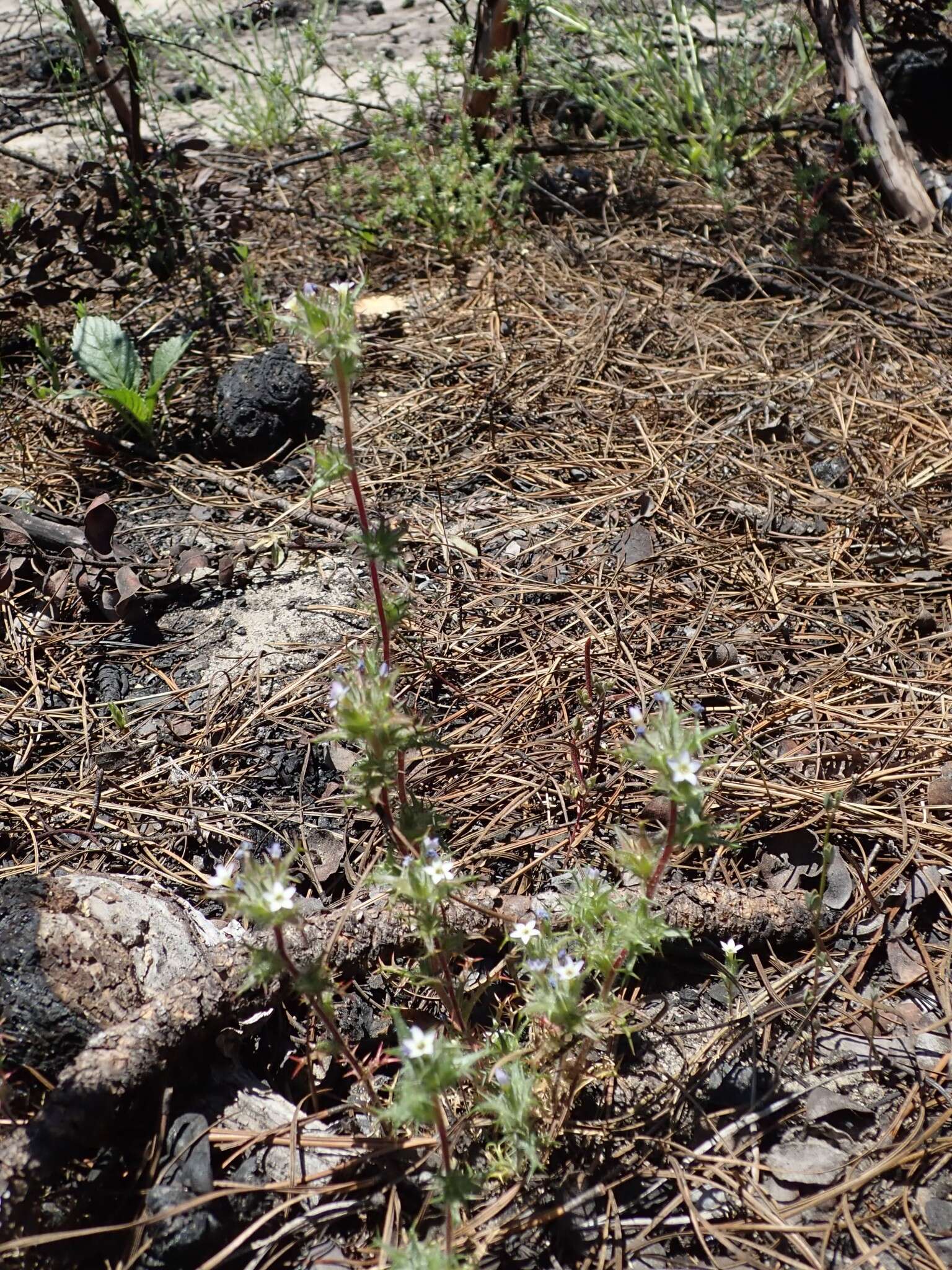 Image of small-lobe navarretia