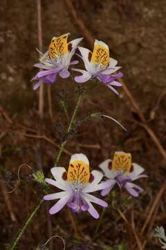 Imagem de Schizanthus porrigens subsp. porrigens