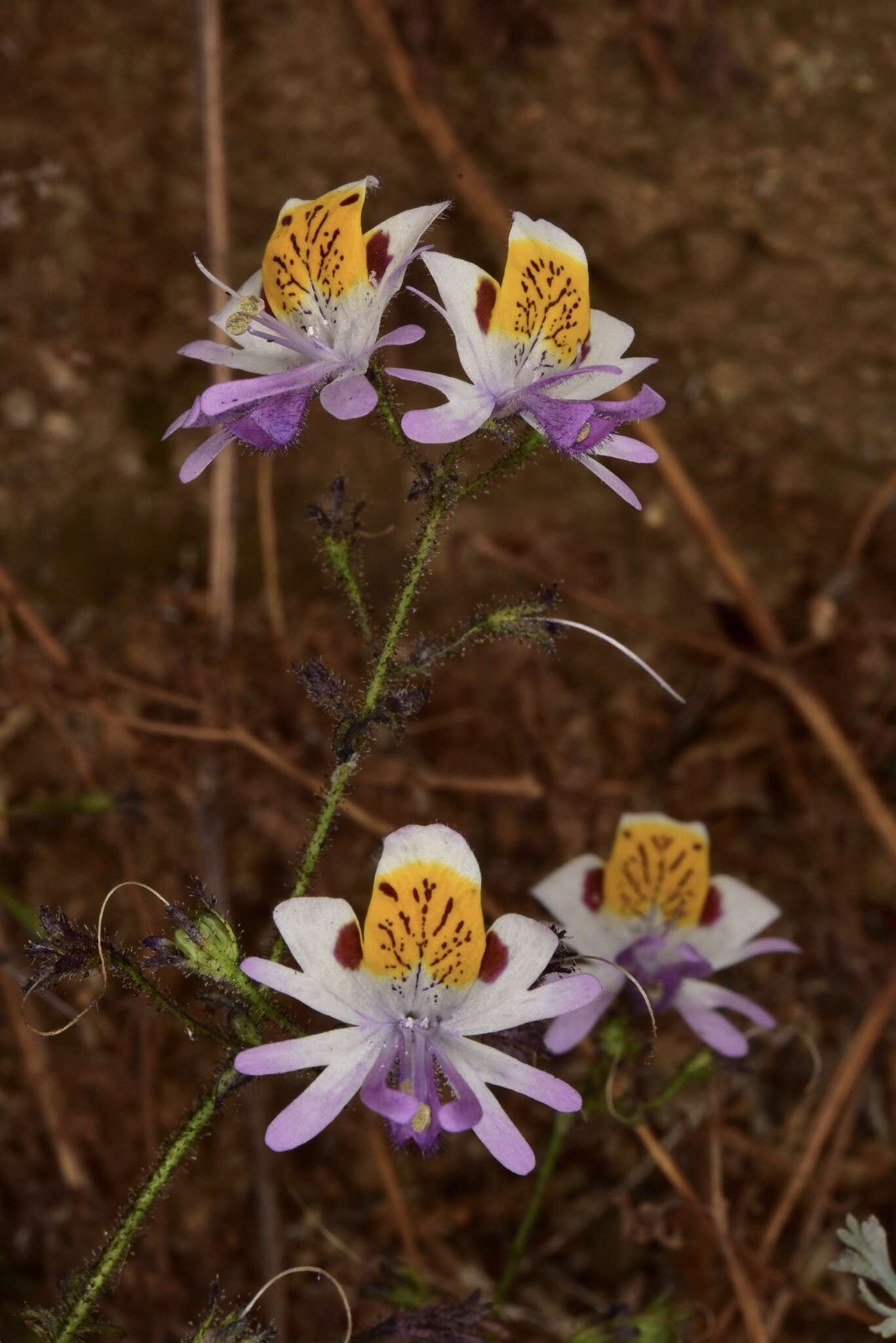 Image of Schizanthus porrigens subsp. porrigens