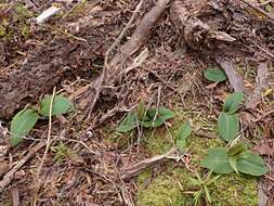 Imagem de Chiloglottis cornuta Hook. fil.