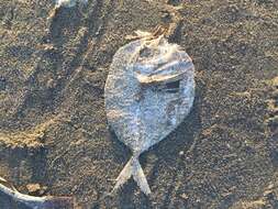 Image of Atlantic Moonfish