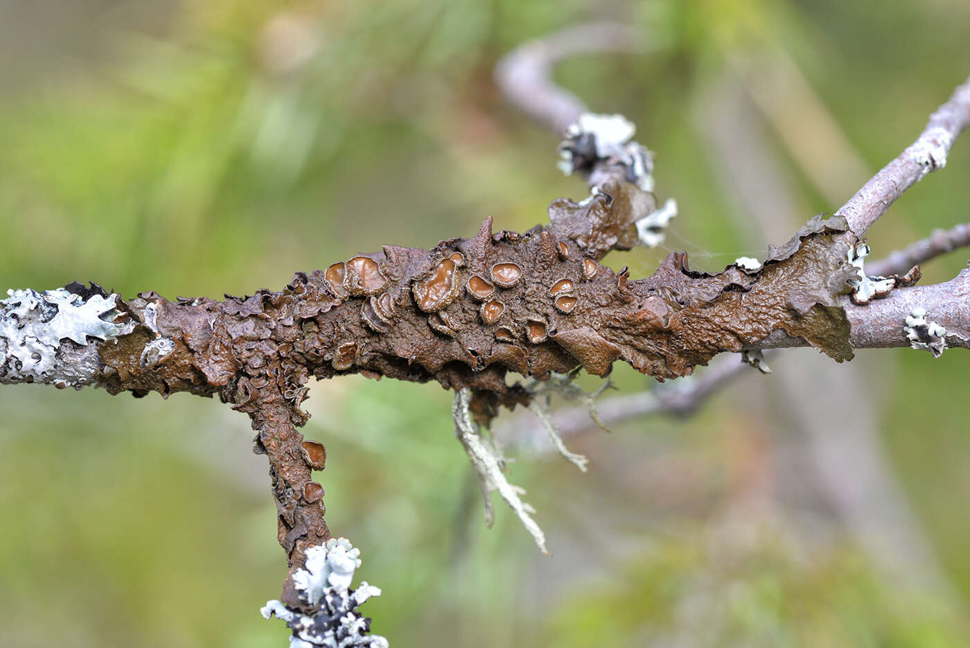 Image of melanelia lichen