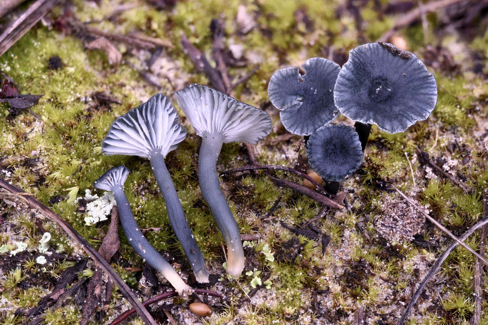 Imagem de Arrhenia chlorocyanea (Pat.) Redhead, Lutzoni, Moncalvo & Vilgalys 2002