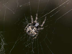 Image of Araneus grossus (C. L. Koch 1844)