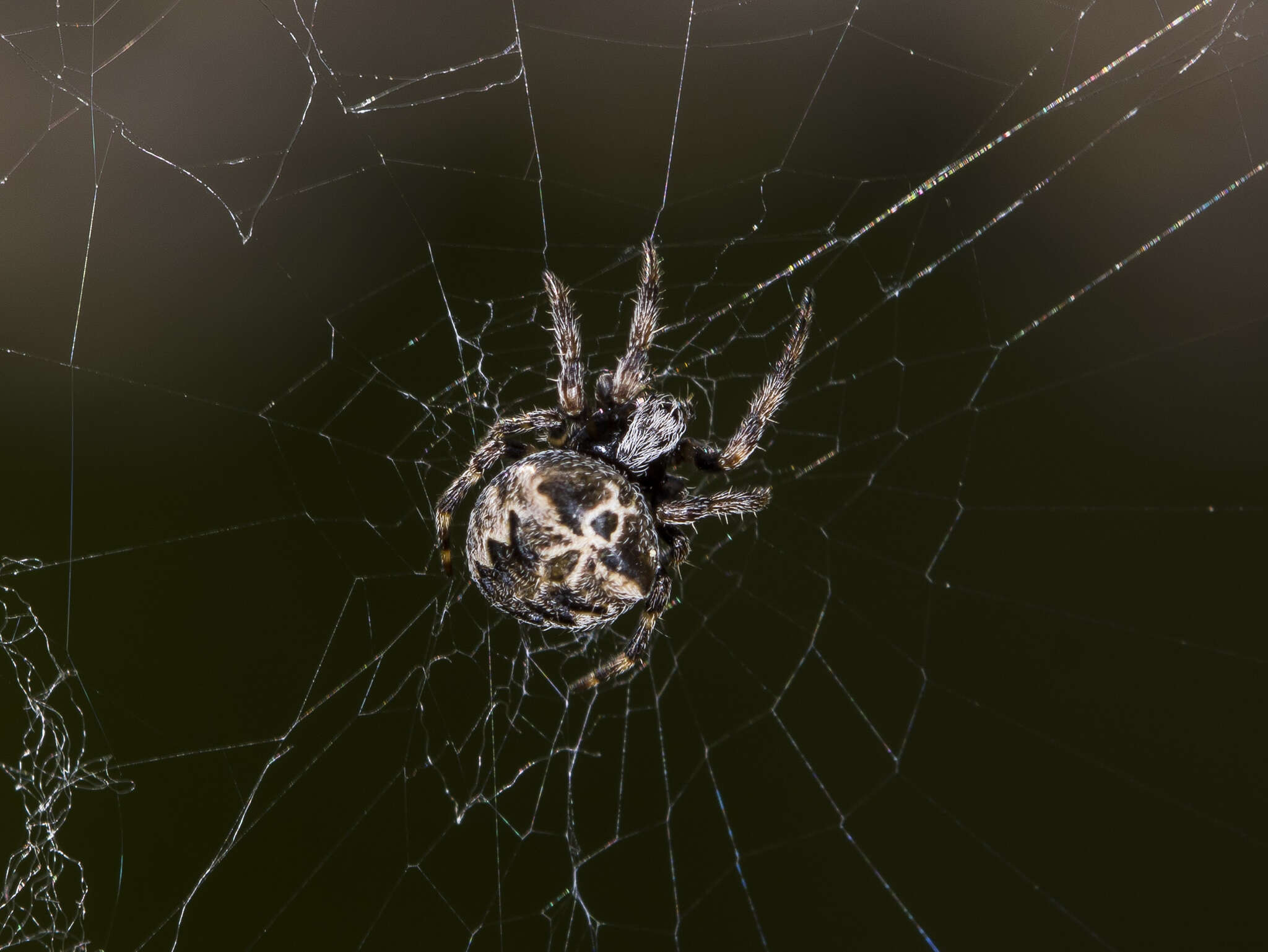 Image of Araneus grossus (C. L. Koch 1844)