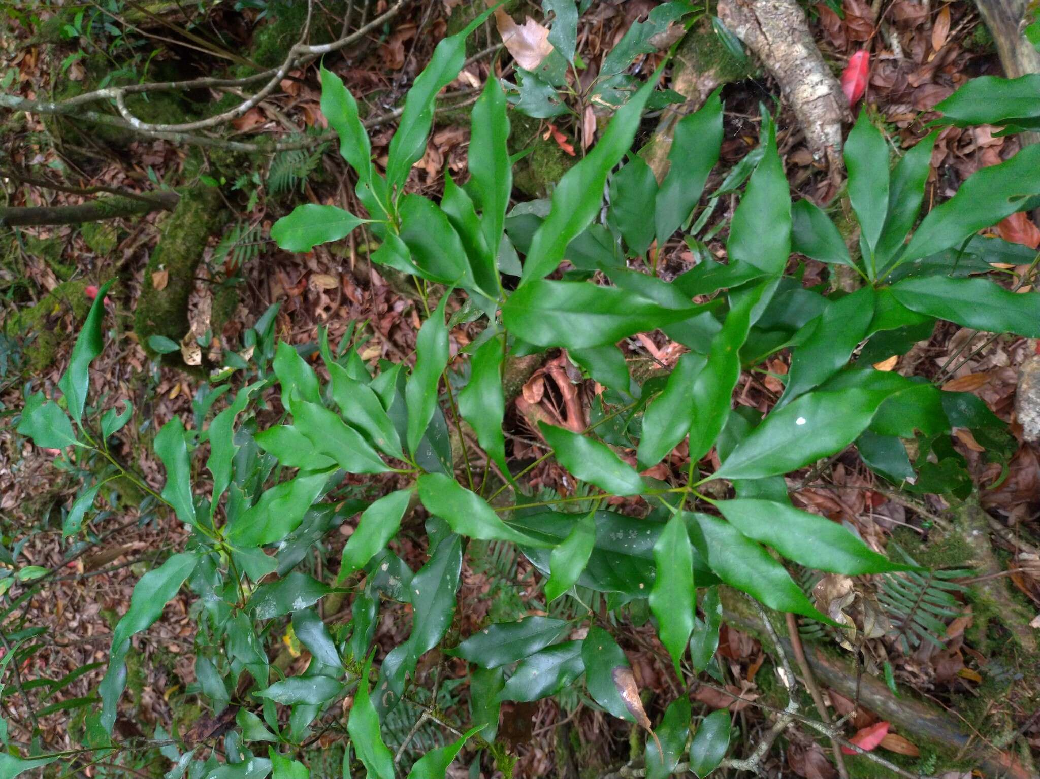 Image of Quercus longinux Hayata